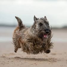 Image result for scottish terrier