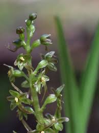 Image result for Nesaea cordata