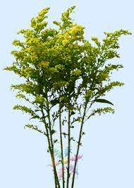 Solidago Flower Information Solidago Cut Flower Flower Shop Network