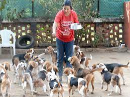 Check spelling or type a new query. 22 Laboratory Released Beagles Up For Grabs Ahmedabad News Times Of India