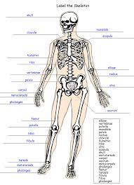 Label The Skeleton Worksheet Homeschool Helper Skeletal System Worksheet Body Systems Worksheets Skeletal System Activities