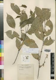 Image result for Landolphia letestui