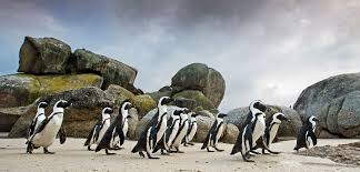 How to grind full guide is below African Penguins Get A Little Help From Pretend Friends Hakai Magazine