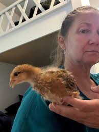 Everything Backyard Chicken!