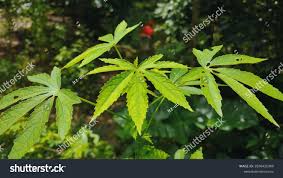 Image result for Hibiscus cannabinus