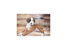 See more ideas about boxer puppies, boxer, puppies. Boxer Puppies Petland Las Vegas Nv