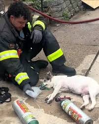 Firefighter loses job for saving dog. The fire was ruled too ...