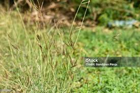 Image result for Dichanthium annulatum