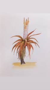 Image result for Aloe rulkensii