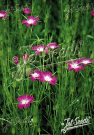 Image result for Agrostemma