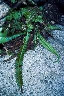 Image result for Lonchitis