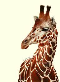 As scientists led by madelaine castles of australia's university of queensland report in the. Color Pencil Drawing Giraffe On Behance
