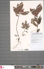 Image result for Begonia elatostemmoides