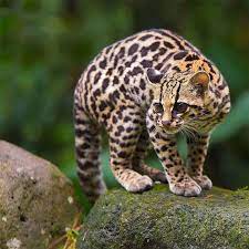 亚马孙丛林发现长尾虎猫，大眼睛大长腿，模仿幼崽叫声引猎物上钩- 知乎