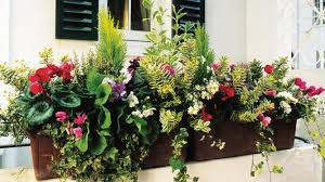 Window boxes give gardeners an affordable outlet to do what they love most: The Best Plants To Put In Window Boxes In Winter Home The Sunday Times