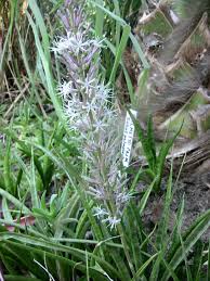 Image result for Cuviera semseii