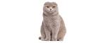 Scottish Fold Cat Breed Profile | Petfinder
