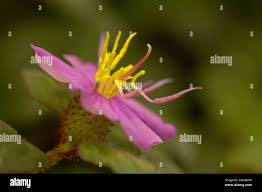 Image result for Heterotis canescens