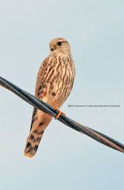 Birds Of Southern Arizona Book Birds The Merlin Is A Small Species Of Falcon That Passes Through Southern Arizona To It S Over Wintering Grounds Arizona Birds Animal Lover Beautiful Birds