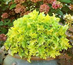 If the whole plant looks normal but the under branches that aren't getting much light are turning light green or yellowish, those branches need more direct light and they will start to grow, if the plant is getting adequate. Heuchera Lime Marmalade Coral Bells
