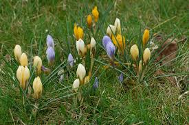 Image result for Pycreus chrysanthus