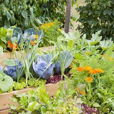Herbs that can grow together in harmony are the ones that prefer the same environment. 29 Plants You Should Always Grow Side By Side Companion Planting