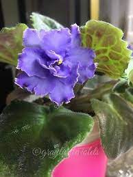Pin On African Violets