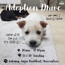 Pet adoptions are available at the following locations: Puppies Adoption Drive Please Support This And Adopt A Dog Rather Than Buy One Get Your Forever Friend Tomorrow Malaysia