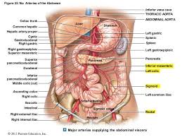 Abdominal Arterial System Abdominal Aorta Human Body Anatomy Anatomy Organs
