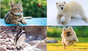 Acel animal este elefantul pentru ca el este in frigider. Intrebari Capcana Qbebe Ro