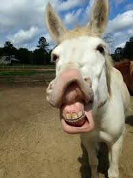 Brinda Cute Donkey Animal Antics Funny Animals