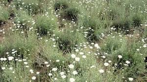 Image result for Pyrethroid