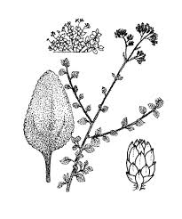 Image result for Helichrysum harveyanum