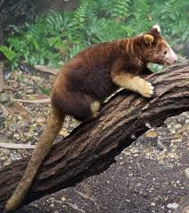 20 Animals That Are Likely To Become Extinct Before You Die Album On Imgur Weird Animals Bizarre Animals Unusual Animals