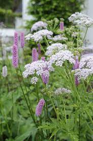 Our plants , perennials & biennials Chaerophyllum Hirsutum Roseum Plants Garden Design Perennial Plants