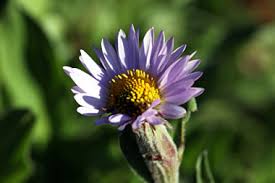 You will find business information for city flowers: Wildflower Viewing In The Washington State Area