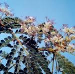 Image result for Albizia adianthifolia