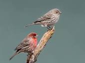 House Finch - eBird