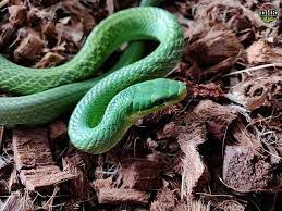 Our Green Bush Rat Snakes Gonyosoma Prasinum Are Slowly Growing Up Soon They Ll Graduate To A Large Arboreal Enclosure Which Rat Snake Snake Lovers Bush Rat