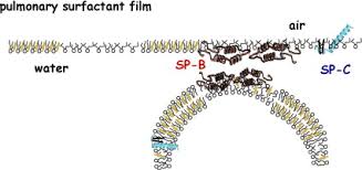 Structure Function Relationships In Pulmonary Surfactant