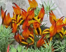 Image result for Lotus berthelotii