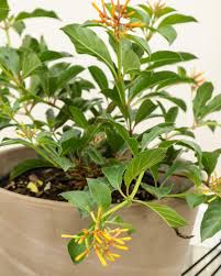 Image result for Hamelia patens