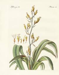 Colensoi is endemic to new zea. The New Zealand Flax Drawing By Splendid Art Prints