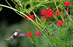 Cardinal climber has larger foliage on i ordered a hummingbird vine from a catalogue and received a small plant. 19 Cypress Vine Ideas Cypress Vine Cypress Vines