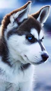 Check spelling or type a new query. Wallpapers Of Husky Pets Lovers