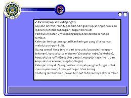 Marah menyebabkan pembuluh darah melebar sehingga. Biologi Mengasikkan Nim Nama Nina Novita Sari Ppt Download