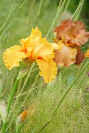 I fiori gialli sono molti e ogni varietà di piante di colore giallo ha un proprio significato. Giardini