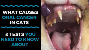 Oral cancer, like every other cancer, is caused by the overgrowth of cells. What Causes Oral Cancer In Cats And What Tests You Need To Know About Vlog 125 Youtube