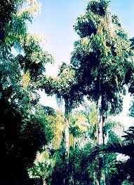 Image result for Caryota urens