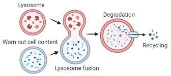 Lysosomes In Autophagy Biology Eukaryotic Cell Greek Words